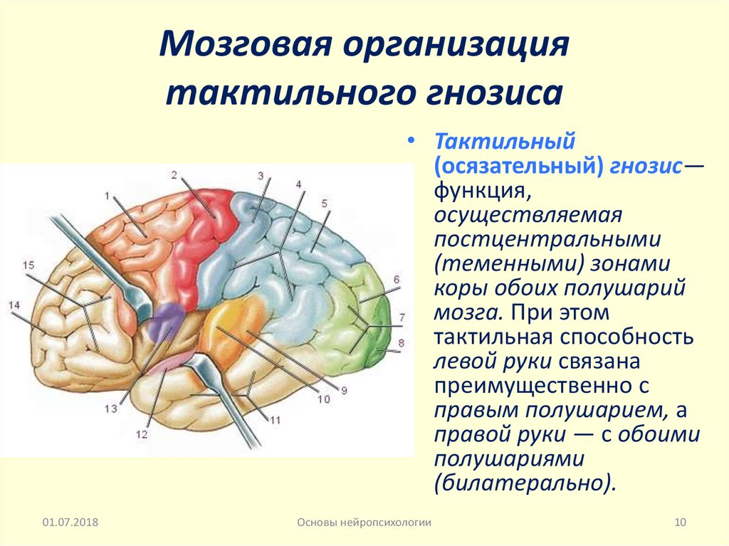 Уровень организации мозга. Мозговая организация слухового гнозиса. Мозговая организация тактильного гнозиса. Локализация зрительного гнозиса в мозге.