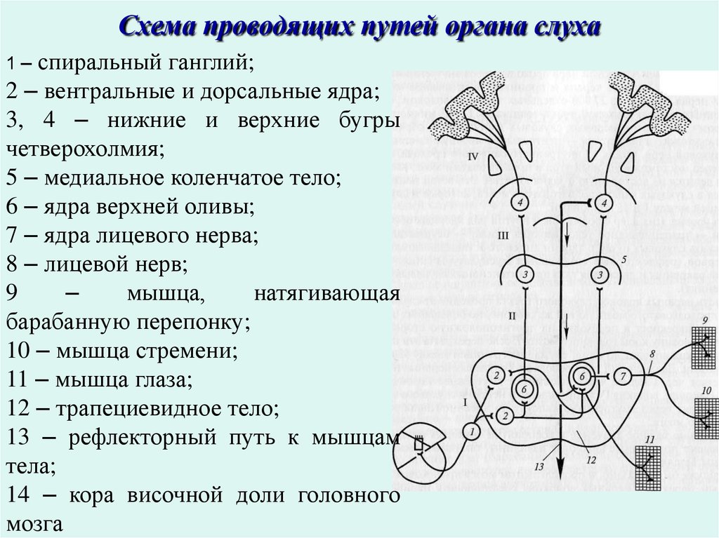 Схема слухового пути