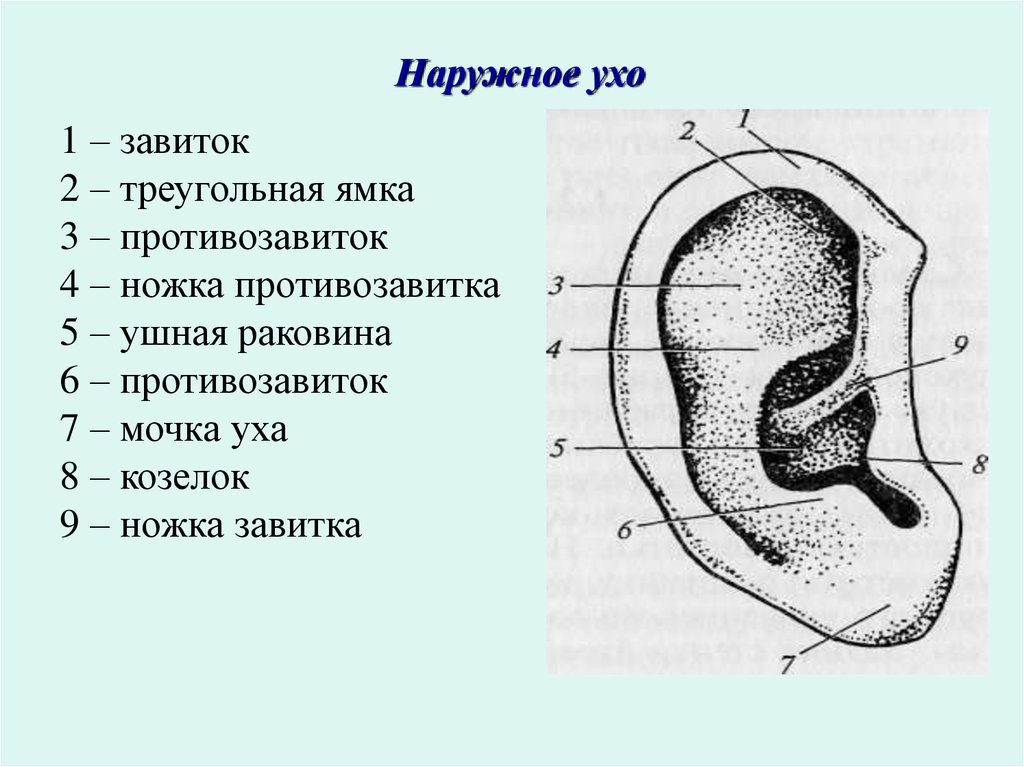 Внешняя ушная раковина. Строение наружного уха анатомия. Схема строения наружного уха. Схема наружного уха человека. Схема строения ушной раковины.