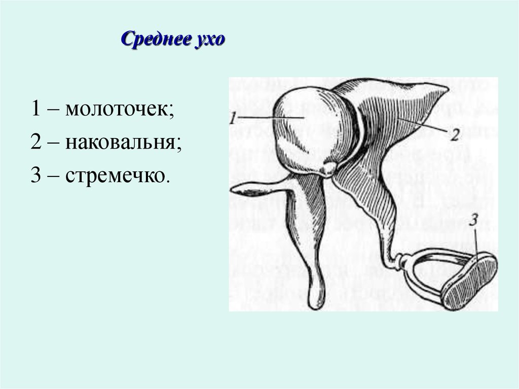 Кости среднего уха человека. Строение уха стремечко наковальня. Строение уха молоточек наковальня. Анатомия молоточка среднего уха. Наковальня со стремечком это внутреннее ухо.