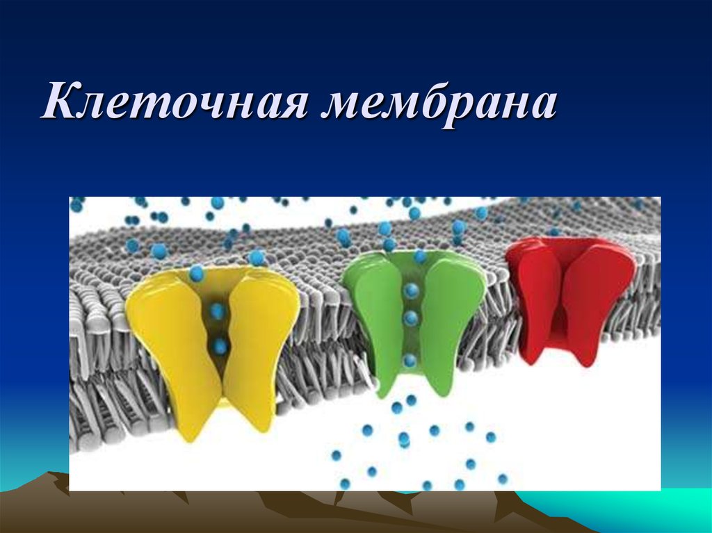 2 мембраны ядра. Мембрана презентация. Мембрананың құрылысы презентация. Клетка мембрана презентация.