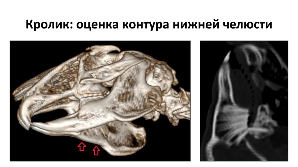Кролик: оценка контура нижней челюсти