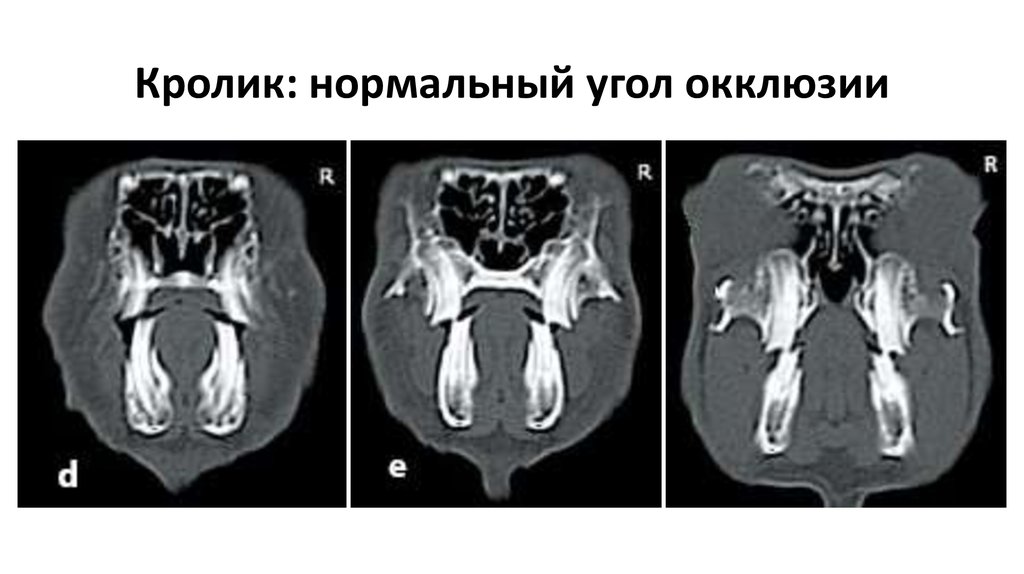Кролик: нормальный угол окклюзии