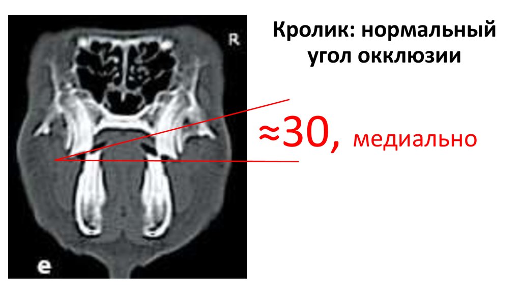 Кролик: нормальный угол окклюзии