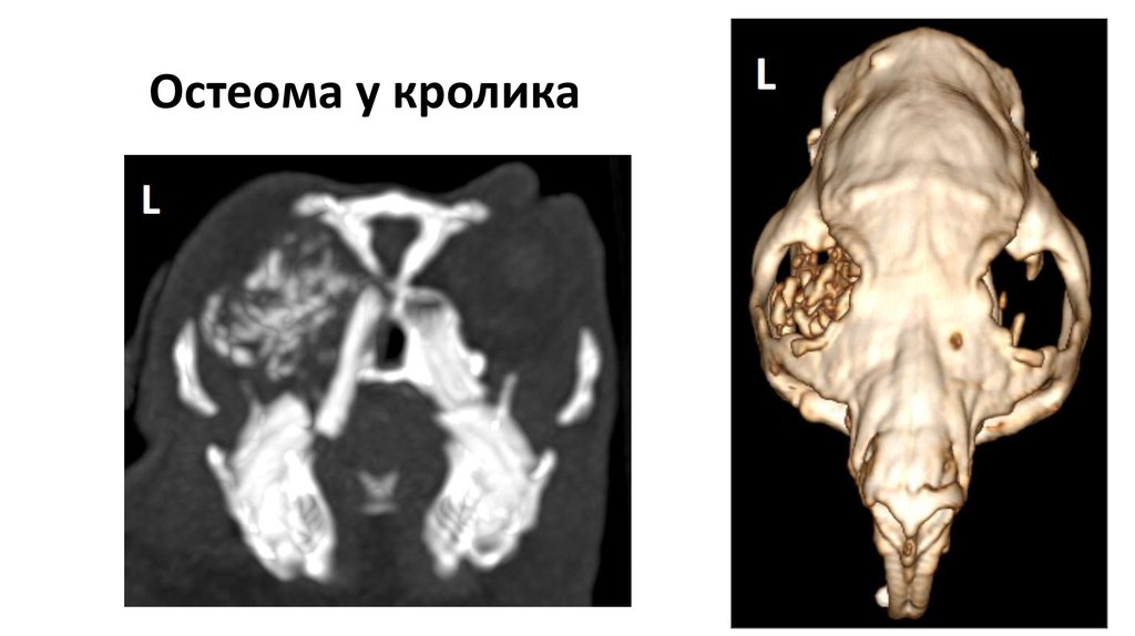 Остеома у кролика