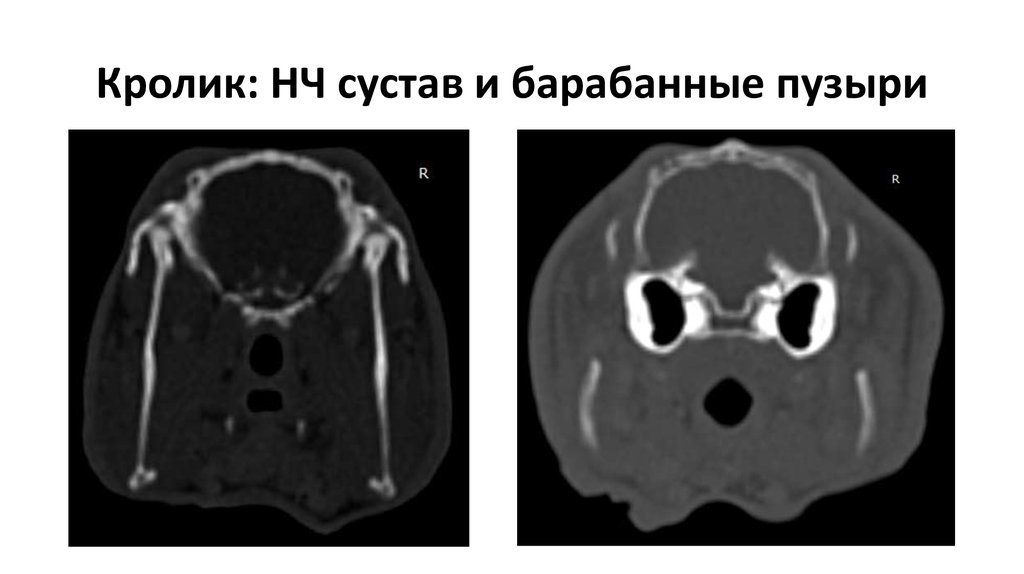 Кролик: НЧ сустав и барабанные пузыри