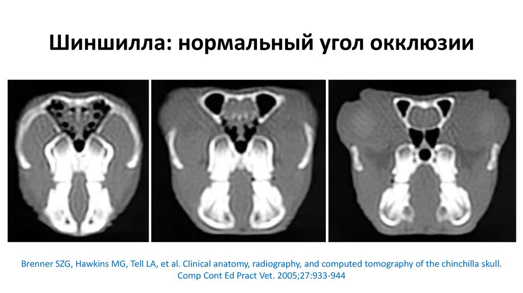 Шиншилла: нормальный угол окклюзии
