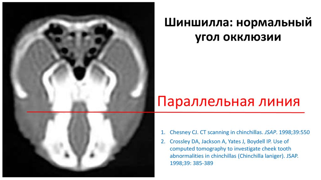 Шиншилла: нормальный угол окклюзии
