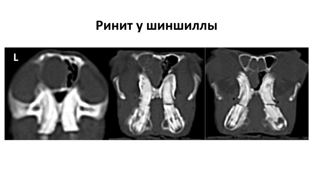 Ринит у шиншиллы