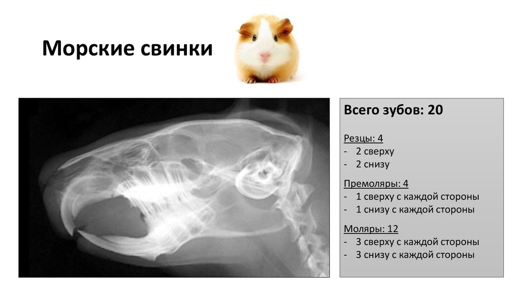 Морская свинка выпали зубы. Строение морской свинки.