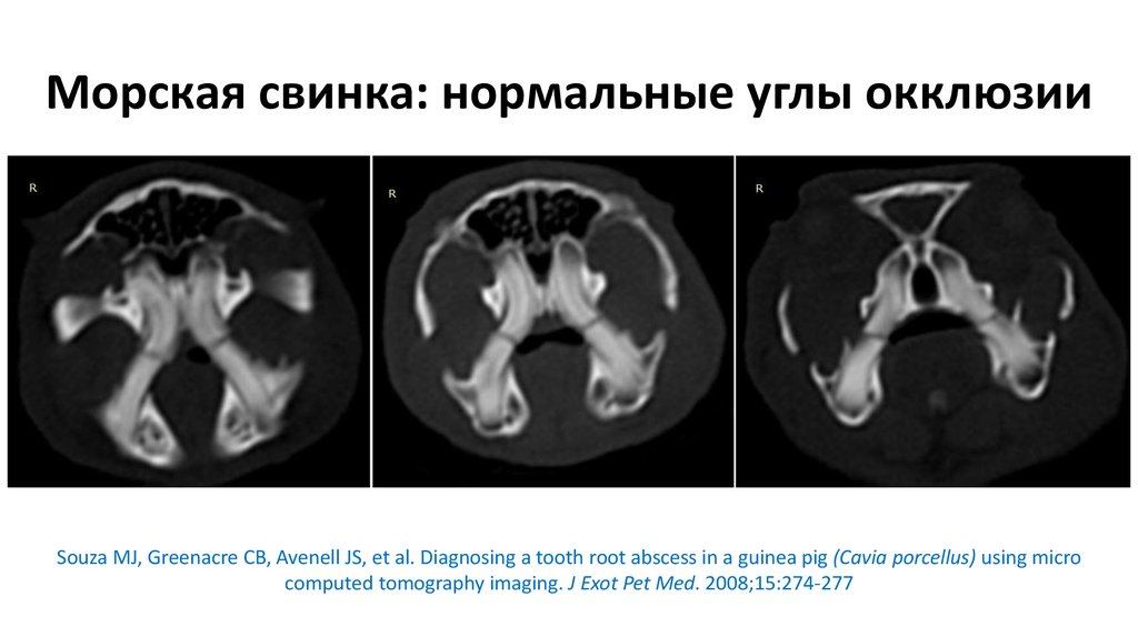 Морская свинка: нормальные углы окклюзии