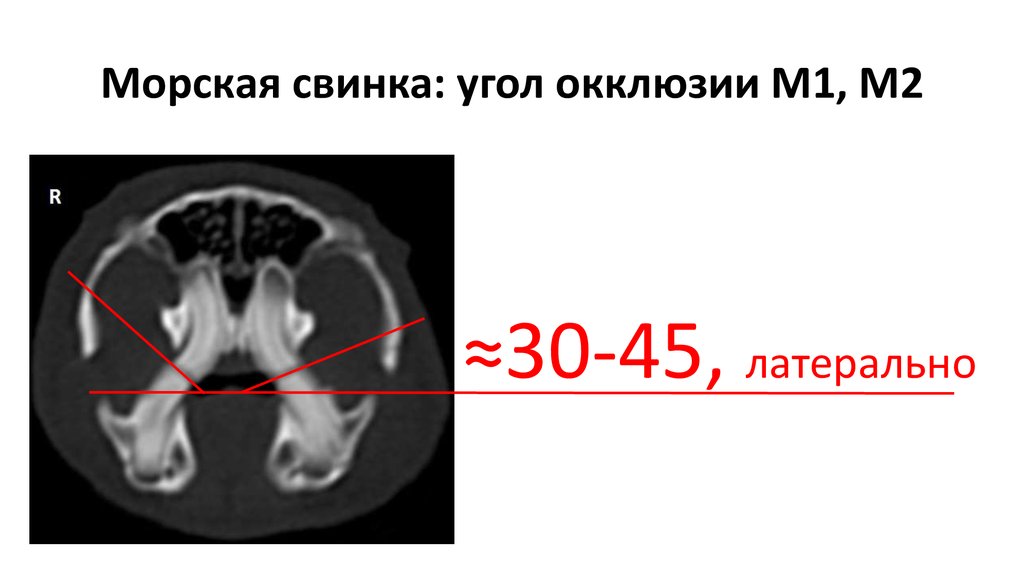 Морская свинка: угол окклюзии М1, М2