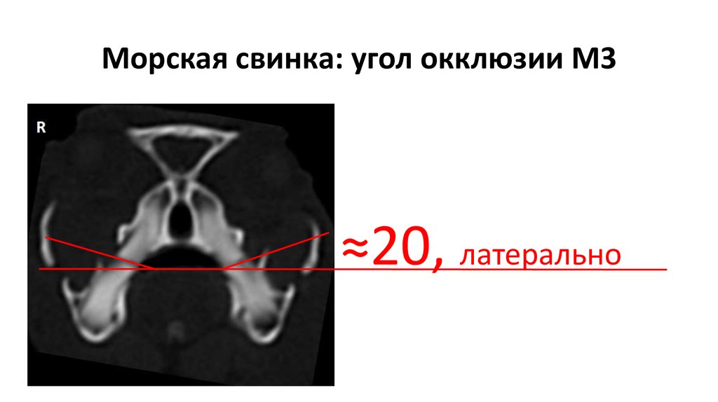 Морская свинка: угол окклюзии М3
