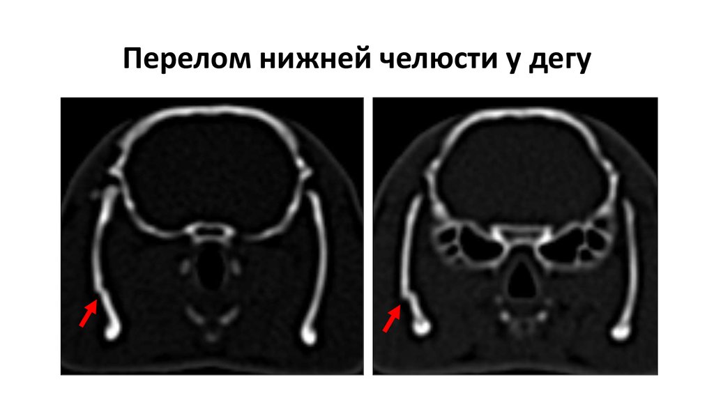 Перелом нижней челюсти у дегу