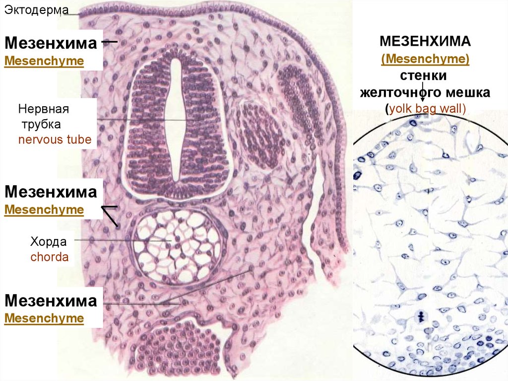 Мезенхима. Мезенхима зародыша гистология. Мезенхима гистологический препарат. Мезенхима препарат гистология. Строение мезенхимы гистология.