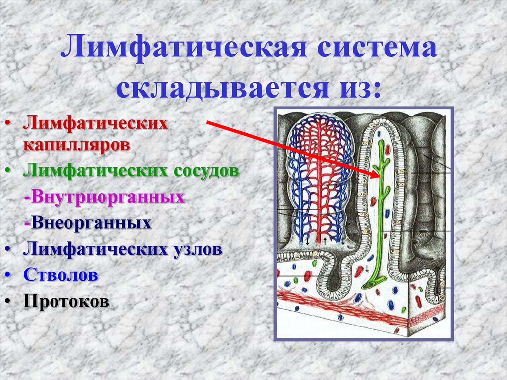 Лимфатических сосудов не имеет. Внутриорганные лимфатические сосуды строение. Лимфатические капилляры.