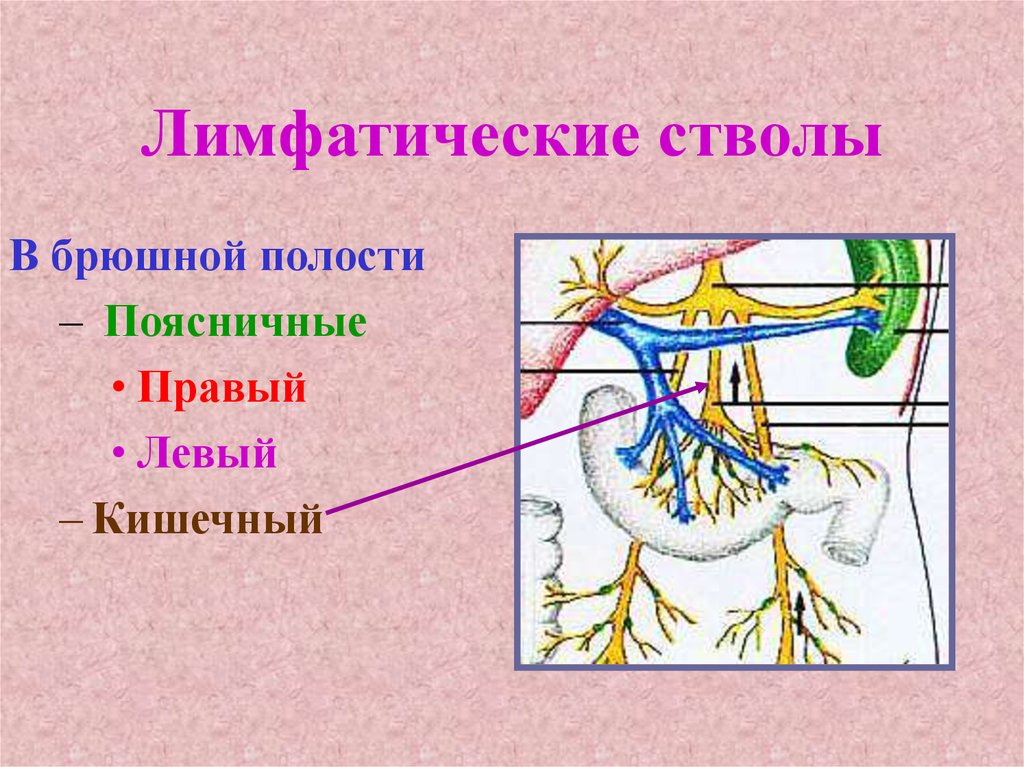 Лимфатические стволы