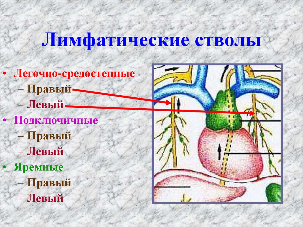 Лимфатические стволы