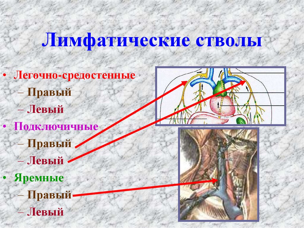 Куда оттекает. Яремный ствол лимфатическая система. Правый и левый яремные лимфатические стволы. Левый лимфатический проток. Строение лимфатических протоков.