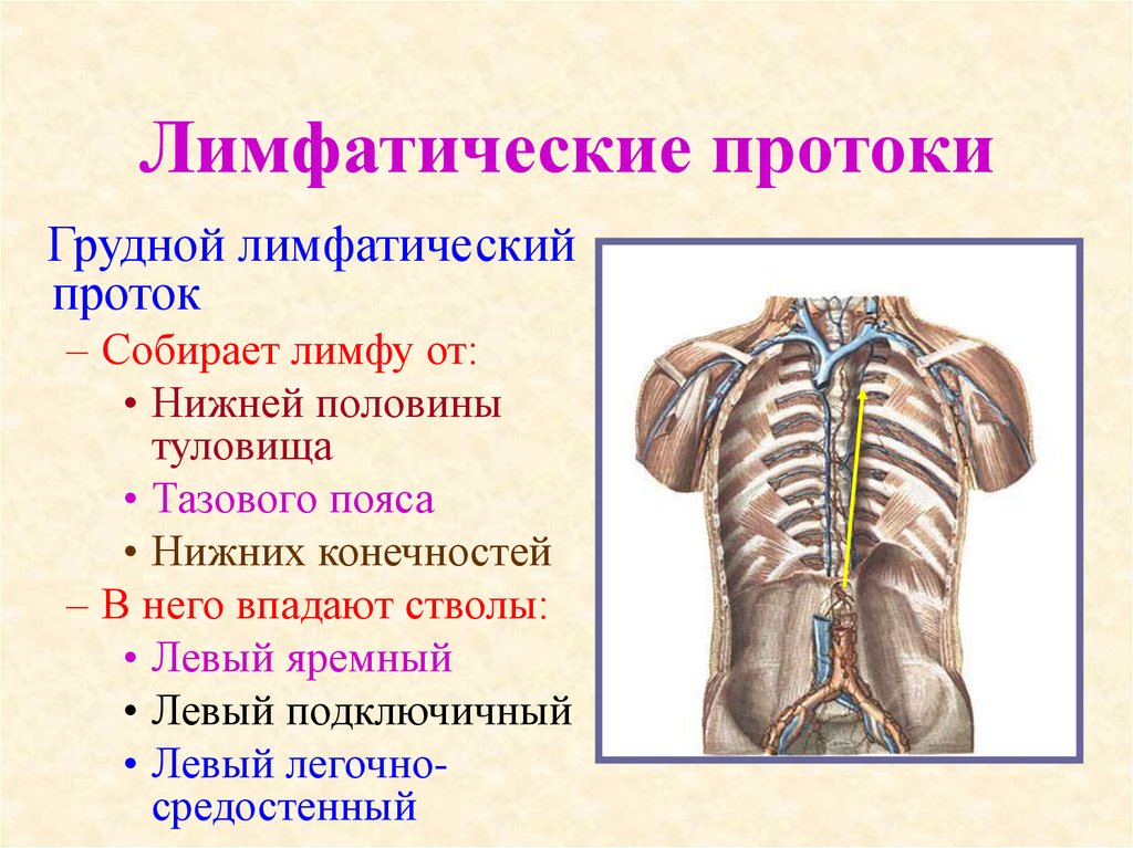 Куда впадают грудные лимфатические протоки