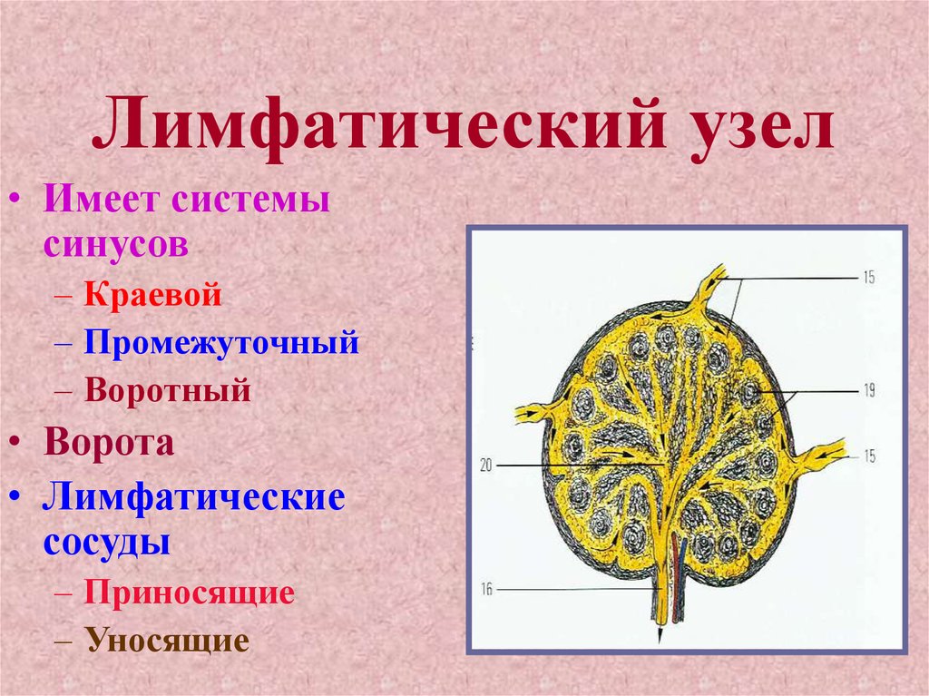 Анатомия лимфатической системы презентация