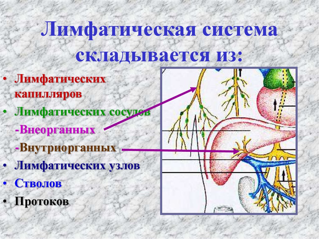 Крупные лимфатические сосуды