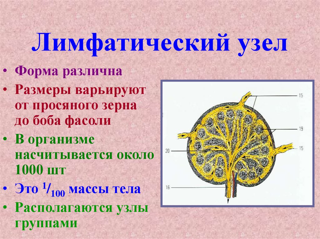 Анатомия лимфатической системы презентация