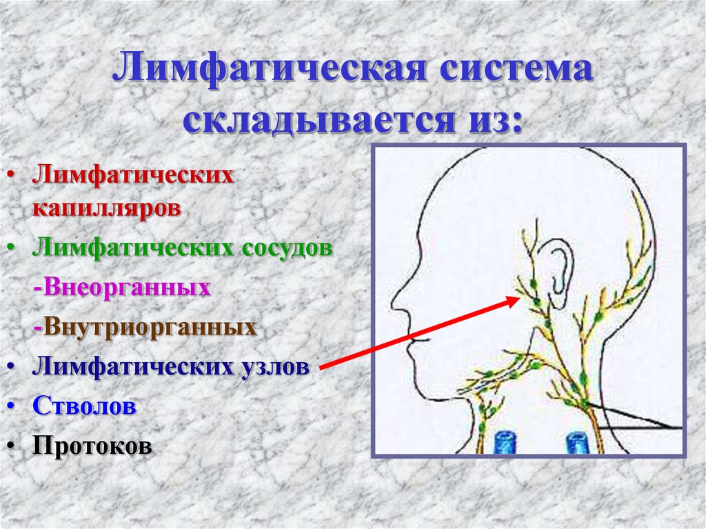 Лимфоузлы на голове у ребенка схема