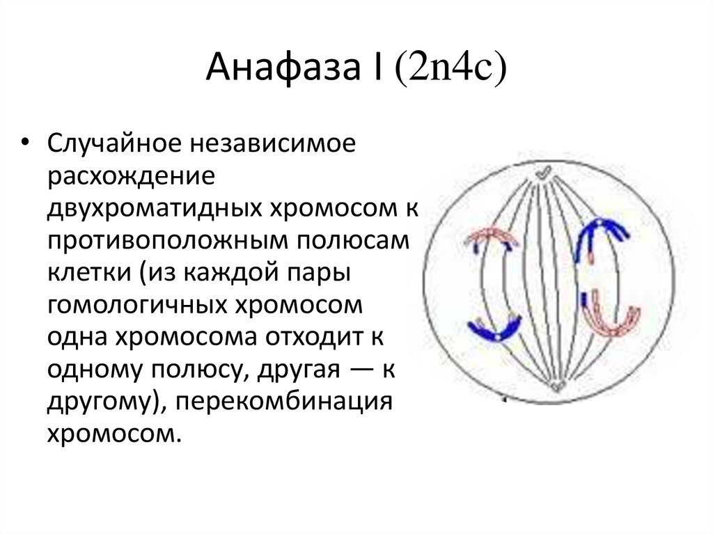 Спирализация двухроматидных хромосом. Анафаза 1 и 2. Мейоз 1 анафаза 1. Анафаза 1 мейоз рис. Телофаза мейоза 2.