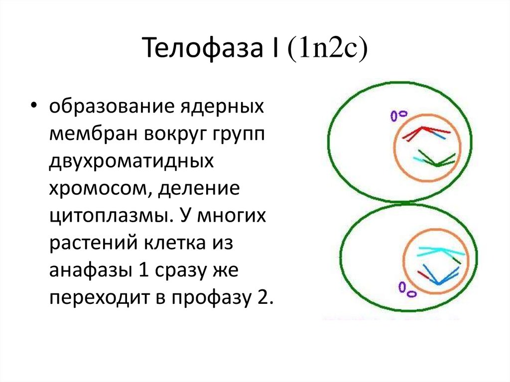 В конце телофазы мейоза 1