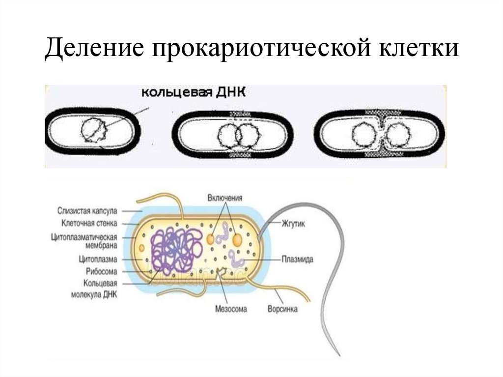 Появление прокариотической клетки формирование первых замкнутых мембран