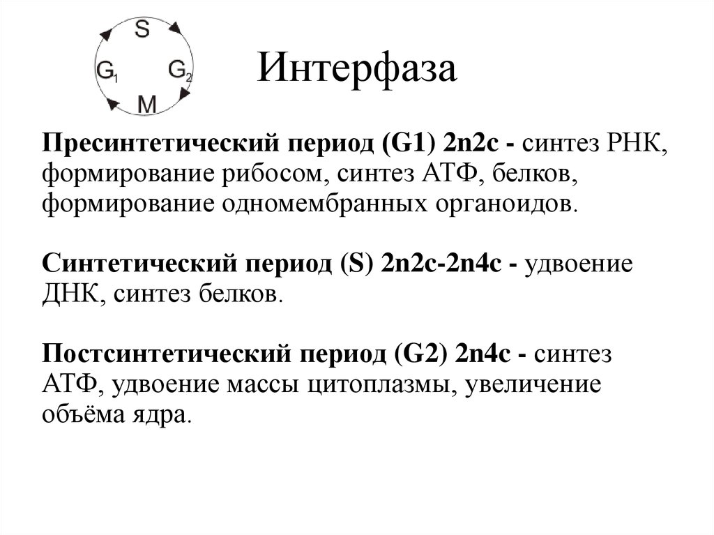 Пресинтетический период митоза рисунок