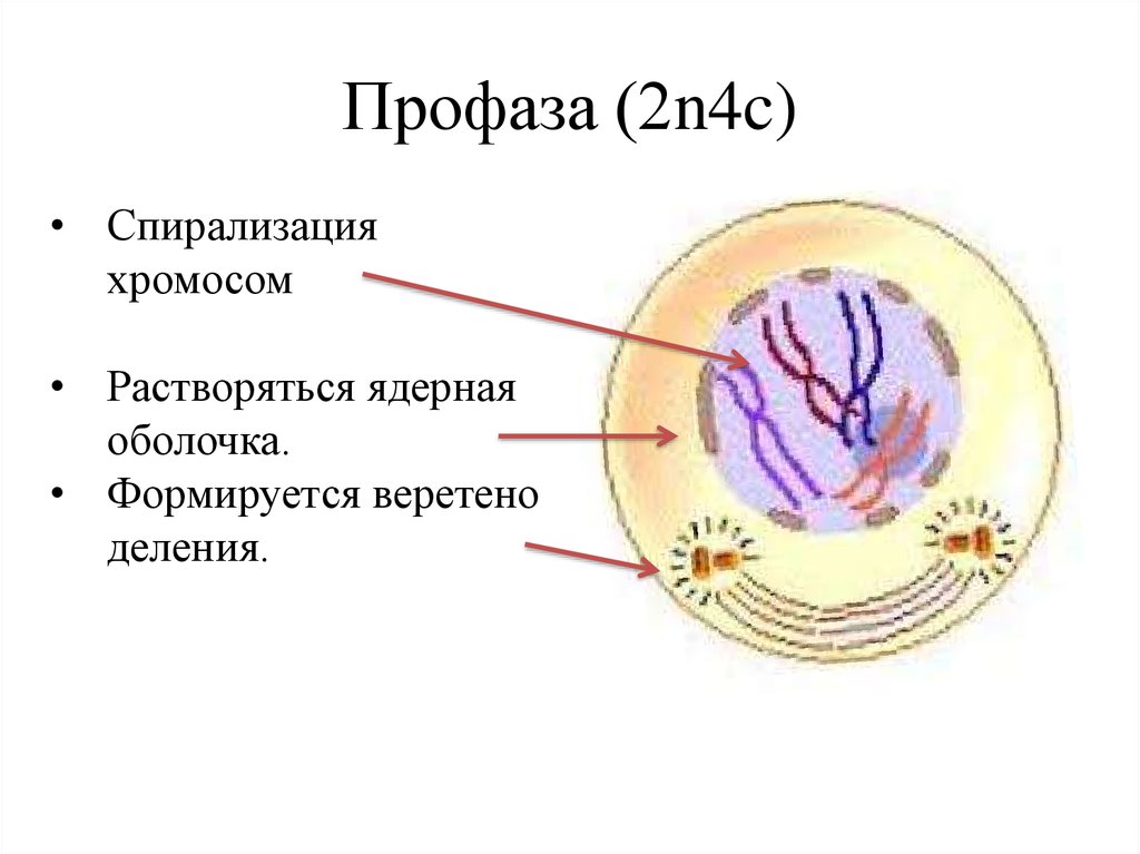 Д спирализация