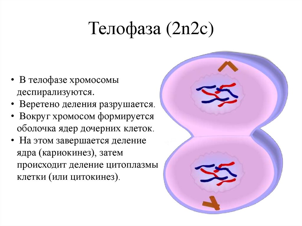 Сколько хромосом в телофазе мейоза 1. Телофаза 2 хромосомы набор. Телофаза мейоза 2 набор. Телофаза 1. Телофаза 2 деления мейоза.