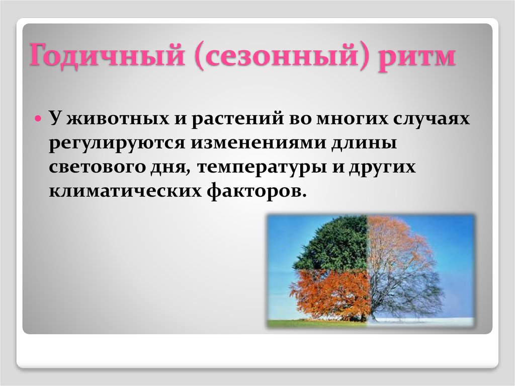 Сигналом к сезонным изменениям является. Сезонные ритмы у растений и животных. Сезонные ритмы у животных. Суточные и сезонные ритмы у растений. Биоритмы животных и растений.