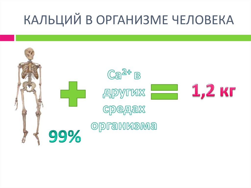 Соединения кальция в организме