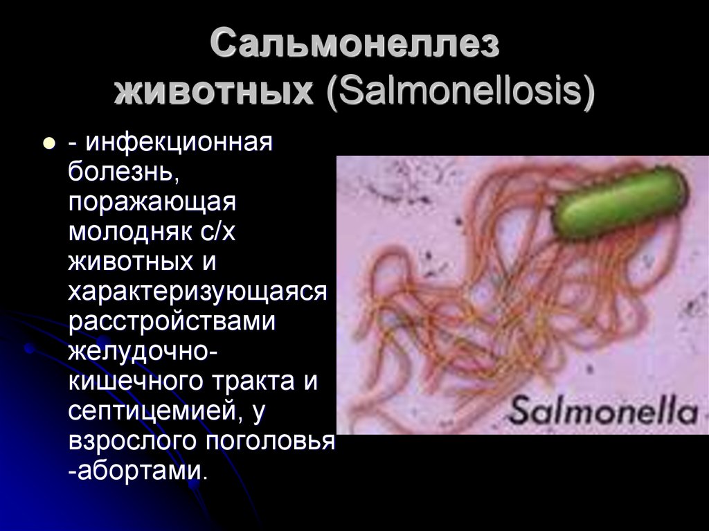Сальмонеллез кишечника