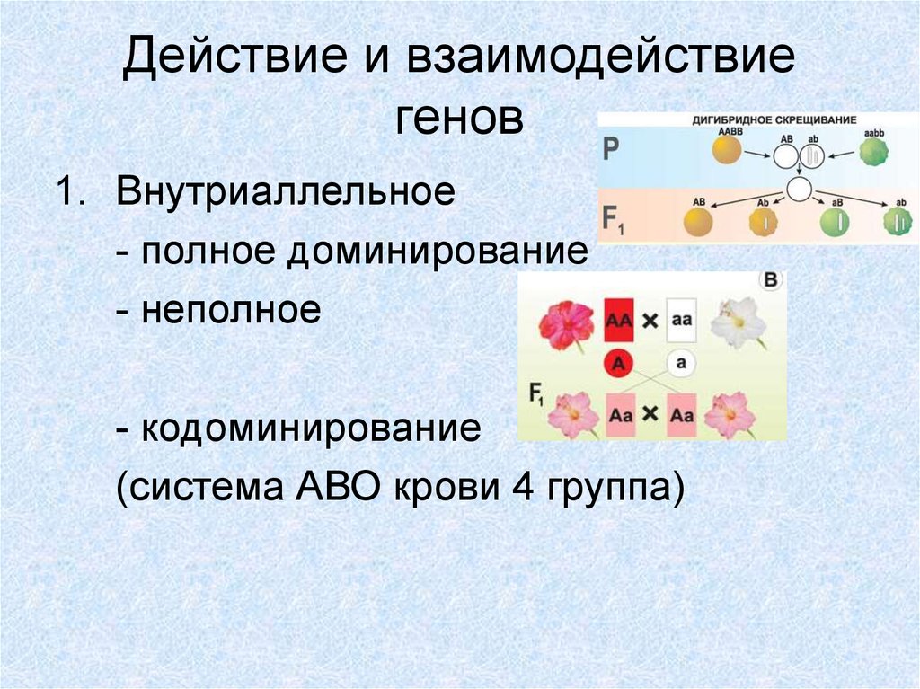 Дигибридное скрещивание неполное доминирование. Взаимодействие генов схема. Задачи на взаимодействие генов.