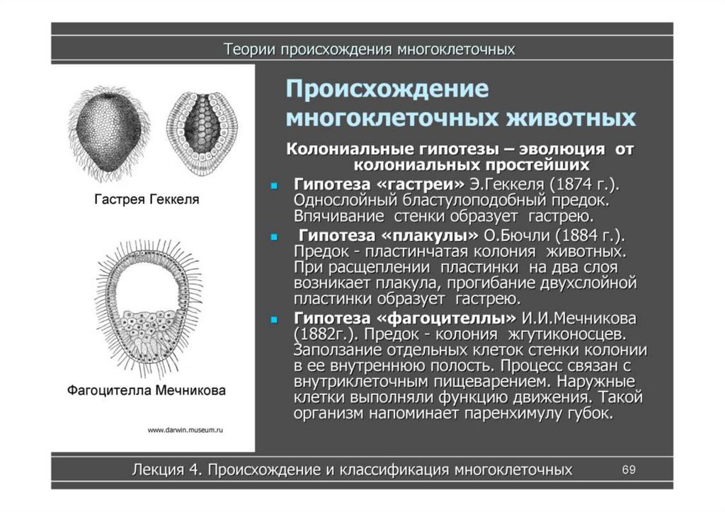 Какова роль в жизни многоклеточных организмов. Гипотеза гастреи Геккеля. Гипотеза фагоцителлы Мечникова. Теория многоклеточности Мечникова. Теория Мечникова о происхождении многоклеточности.