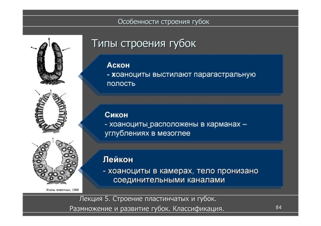 Особенности типа. Типы губок АСКОН Сикон Лейкон. Строение губок типа АСКОН. Типы морфологического строения губок. Тип губки строение.