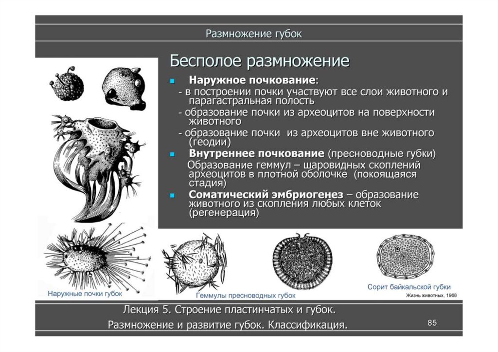 Размножение многоклеточных животных презентация 6 класс