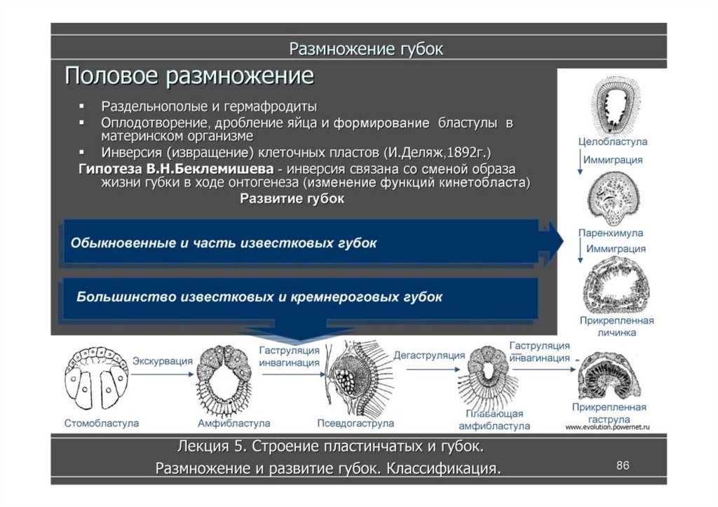 Губки схема размножения