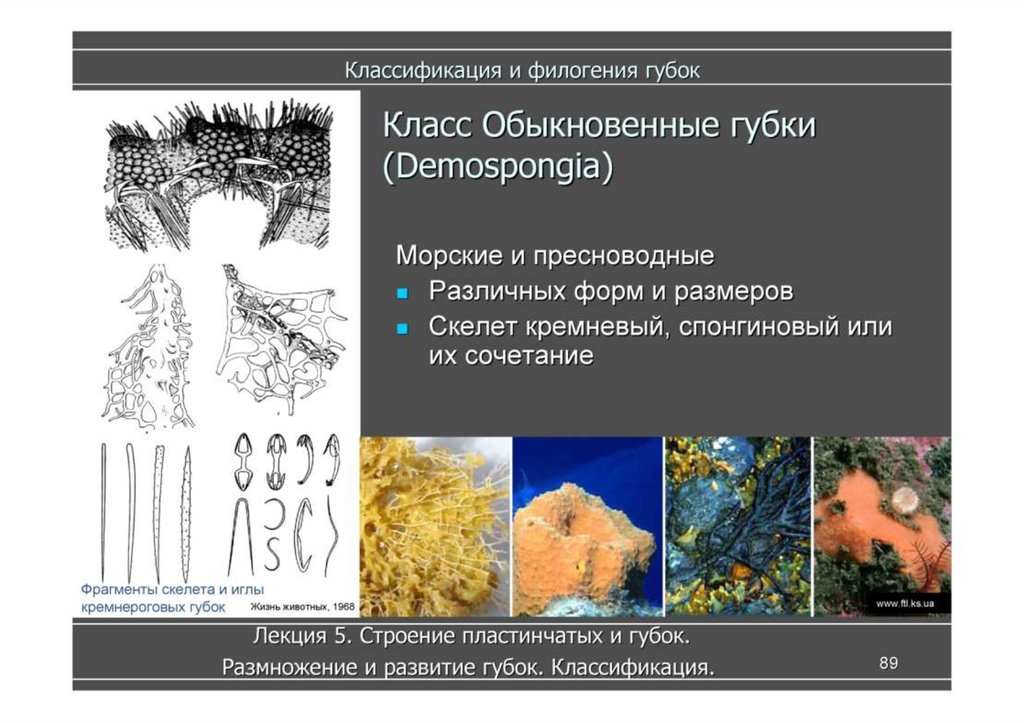 Классы многоклеточных животных. Обыкновенные губки Demospongiae. Классификация губок. Класс обыкновенные губки. Скелет обыкновенных губок.