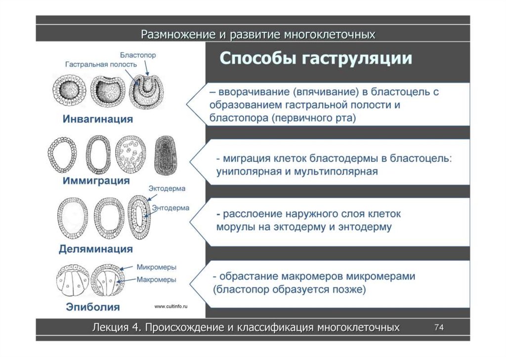 Формируется гастральная полость