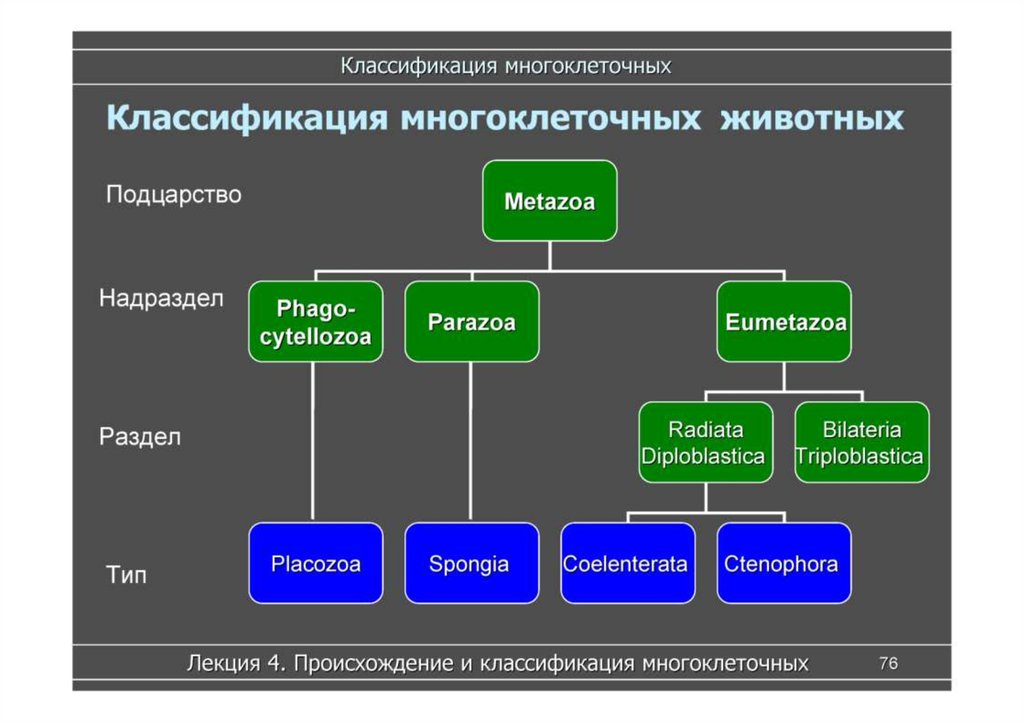 Классификация многоклеточных животных