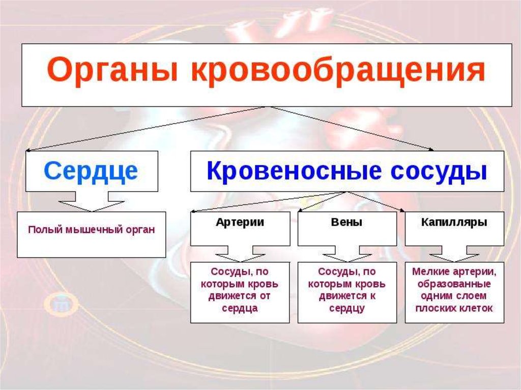 Хорошее кровообращение - найдено 89 картинок