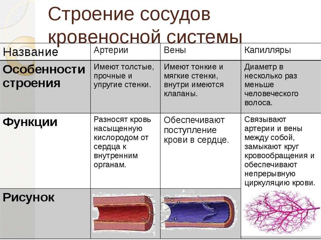 Функции вен. Строение сосудов артерия Вена капилляр. Артерии строение и функции. Типы кровеносных сосудов и их функции. Кровеносные сосуды ( артерии, вены, капилляры) – строение, функции.