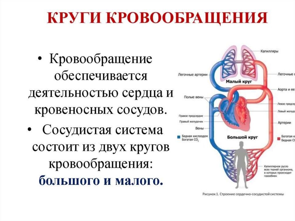 Круги кровообращения схема кратко