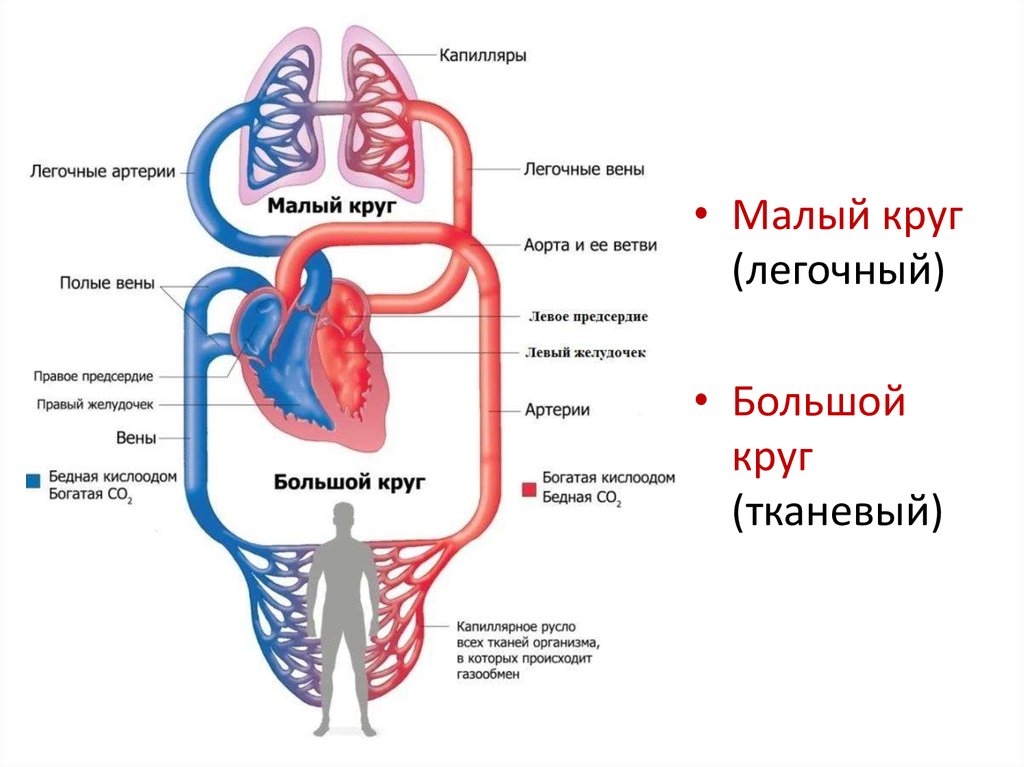 Легочный круг заканчивается. Сердечно сосудистая система круги кровообращения. Сердечно сосудистая система большой и малый круг кровообращения. Большой круг кровообращения анатомия человека. Большой и малый круг кровообращения анатомия.