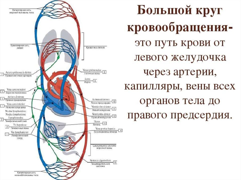 Большой круг кровообращения берет начало. Большой малый и венечный круг кровообращения. Малый круг кровообращения правый желудочек схема. Логическая схема сосуды малого круга кровообращения. Малый легочный круг кровообращения схема.